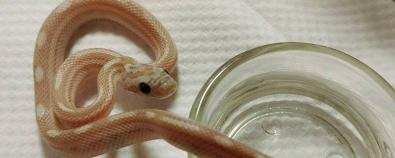 冬天蛇会出来吗 冬天怎么会有蛇出来