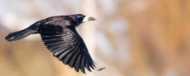 乌鸦吃什么食物为生（乌鸦吃什么食物为主）