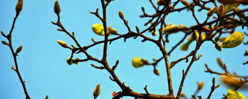 树梢在树的什么位置（树枝和树梢）