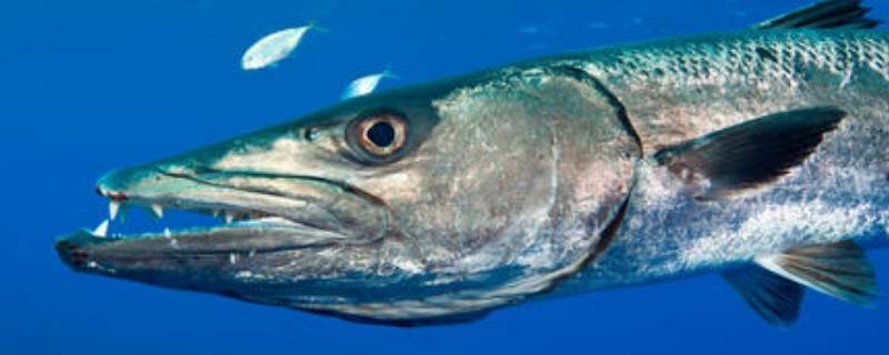 spuddle是什么生物（spuddle是什么生物图片）