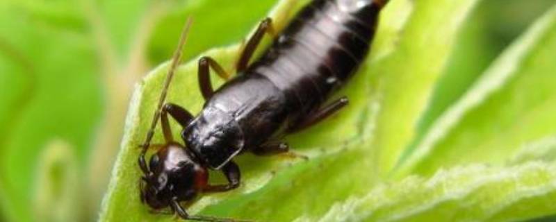 卫生间蠼螋是从哪来的（卫生间地漏反臭味怎么办）