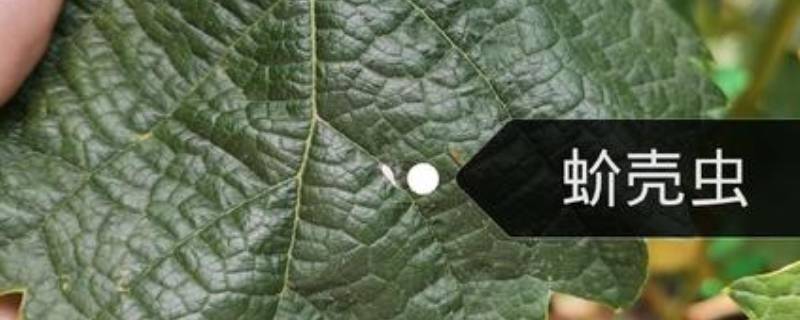 土壤里的蚧壳虫怎样彻底消灭 土壤中蚧壳虫怎么办