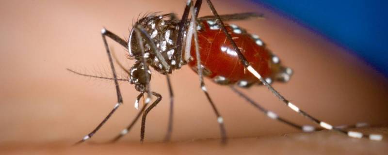 蚊子属于什么类动物 国家为什么不让蚊子灭绝