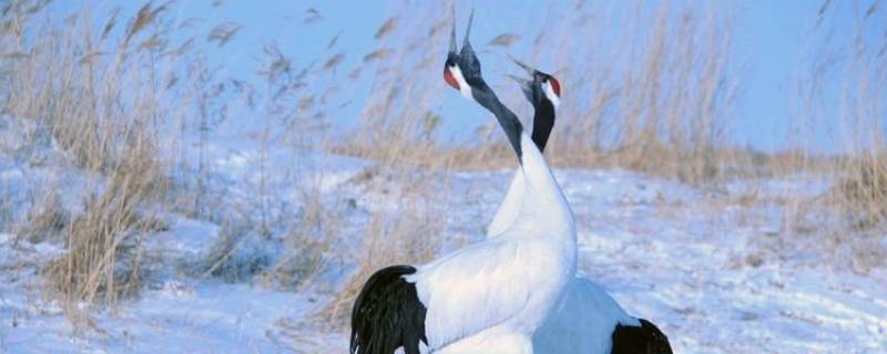 丹顶鹤头顶的羽毛像什么（丹顶鹤头顶的羽毛像什么填空）