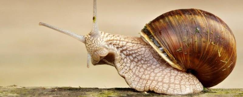 蜗牛是蛋生的吗 蜗牛是蛋生的吗还是熟的