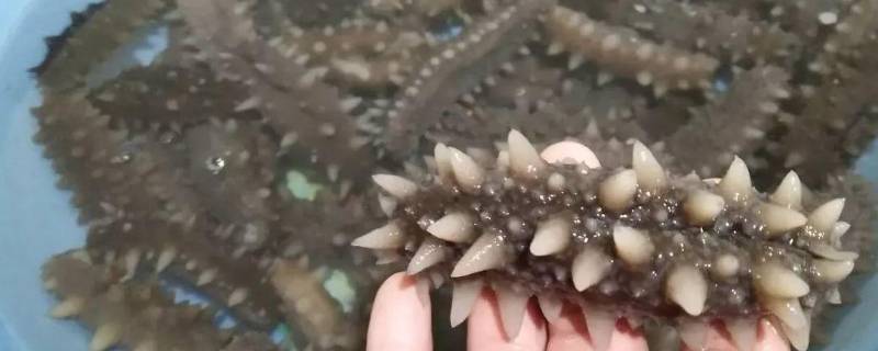 底播海参是什么意思 底播海参是什么意思啊