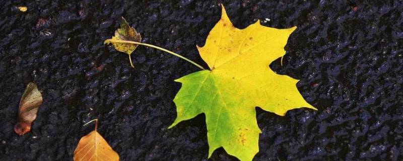 梧桐树叶子长得像什么 梧桐树叶子长得像什么东西