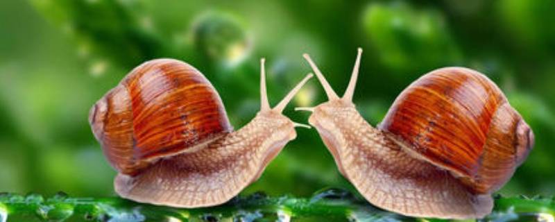 蜗牛的壳学名叫什么（不长壳的蜗牛学名叫什么?）
