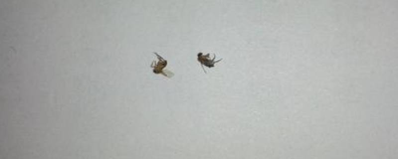 跳蚤是怎么产生的（床上4个迹象说明跳蚤）