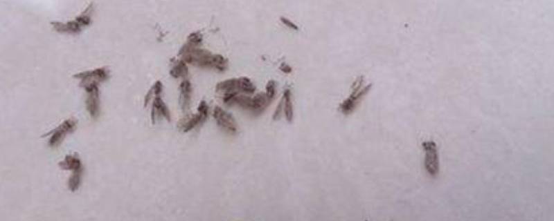 冬天家里有小飞虫是什么原因（冬天家里有小飞虫是什么原因造成的）