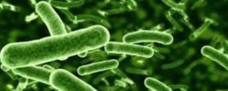 分解者有哪些生物 分解者的概念生物