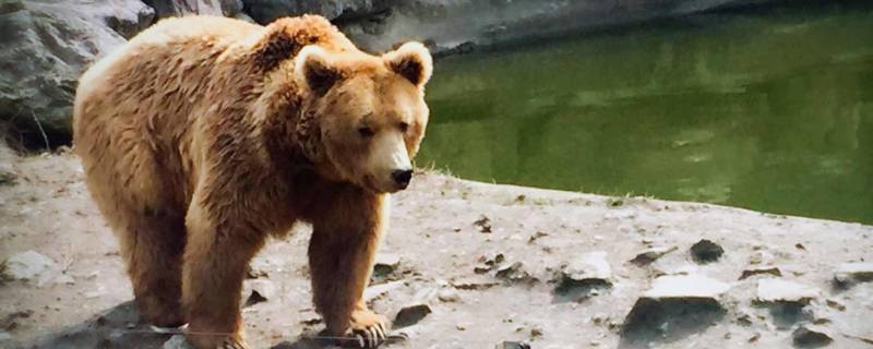 冬天睡觉的动物有什么 冬天睡觉的动物有什么特征