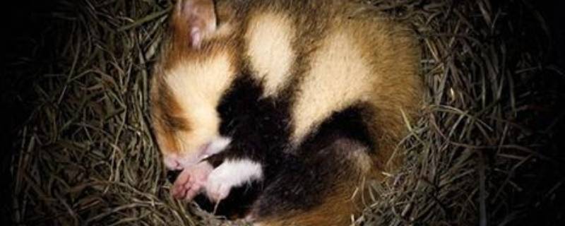 冬眠的小动物 冬眠的小动物有什么