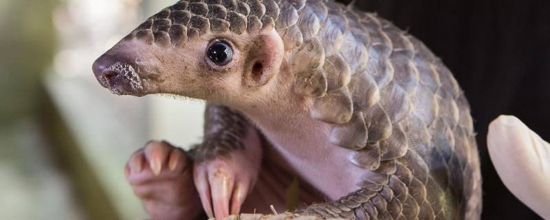 铁衣是什么动物（铁布衫代表什么动物）