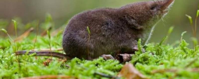 我家里有鼩鼱怎么处理（家里的蛞蝓怎么处理）