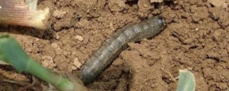 地老虎是什么昆虫（地鳖虫）