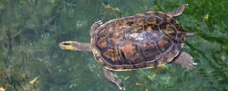 乌龟属于哪类动物（乌龟属于哪类动物繁殖）