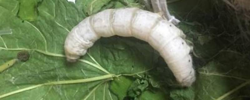 万缕千丝是什么动物（万缕千丝是什么动物）