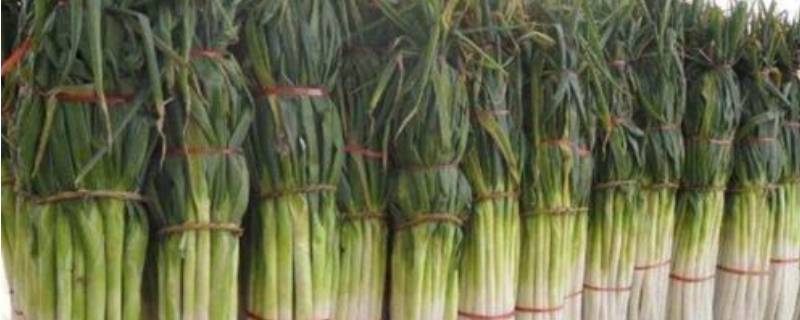 冬天储存大葱怕冻吗（大葱放室外怕冻吗）