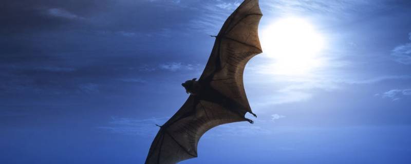 蝙蝠的象征意义 蝙蝠的象征意义是什么,用四字词来形容