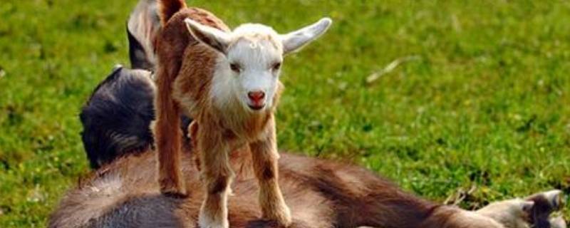 荡气回肠打一个动物 荡气回肠打一生肖