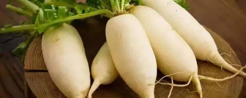 楼房怎样储存大萝卜 楼房萝卜怎么储存一冬天不坏