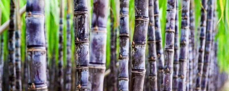 甘蔗变红砍掉后能吃吗 甘蔗变红砍掉后能吃吗视频