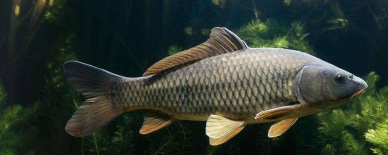 淡水鱼的寿命一般多少年 淡水鱼的寿命一般多少年呢