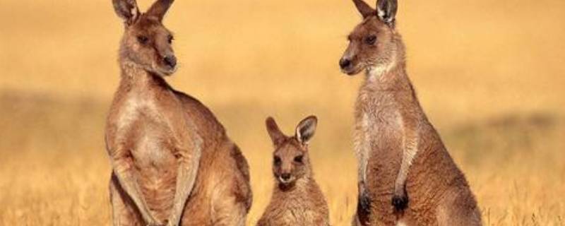 袋鼠可以通过尾巴干啥（袋鼠的尾巴袋鼠可以通过尾巴干什么）