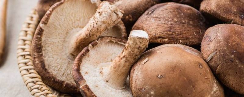 香菇坏了是什么样子的 鲜香菇坏了是什么样子图片