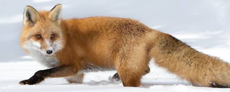 加厚皮毛过冬的动物有哪些 加厚皮毛过冬的动物图片