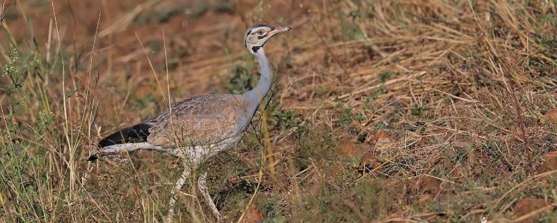 鸨为什么没有雄鸟（鸨为什么古代认为）
