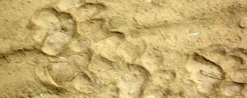 老虎的脚印像什么形状（老虎的脚印像什么形状图片）