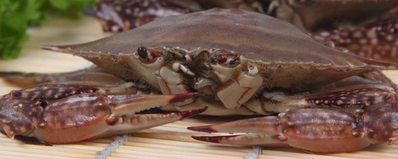 梭子蟹和桃子能一起吃吗（梭子蟹和桃子能一起吃吗宝宝）