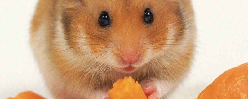 老鼠在吊顶上怎样去除 全封闭的吊顶里有老鼠怎么办