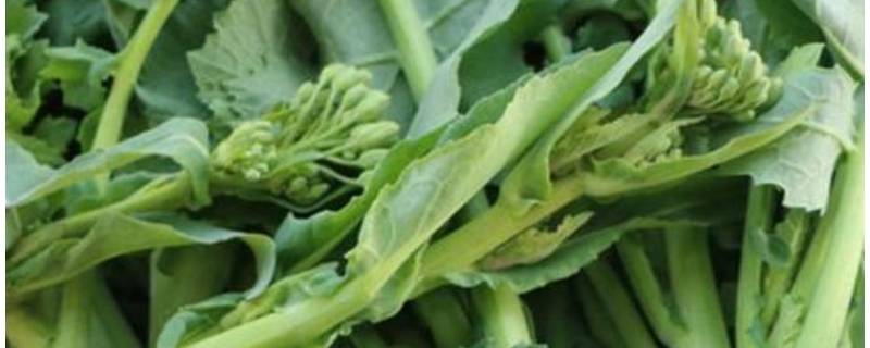 油菜苔怎么炒好吃 油菜苔怎么炒好吃又简单的做法