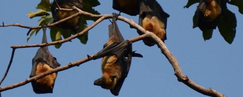 蝙蝠是什么类的动物（蝙蝠是什么类的动物是鸟类还是兽类）