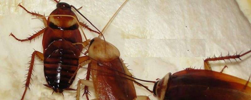 怎样灭蟑螂最有效的方法（拜耳上门除蟑螂多少钱）