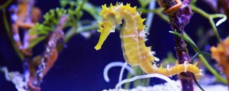 海马是哪类动物（海马是哪类动物?无脊椎）