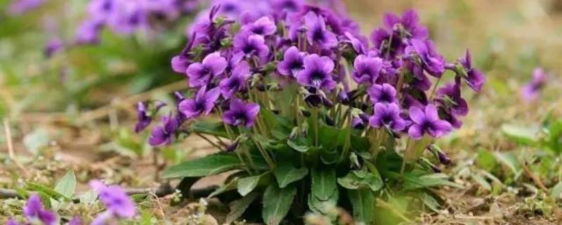 紫色土壤是怎么形成的 紫色土壤是怎么形成的原因