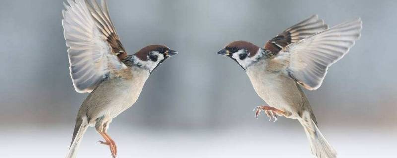 麻雀属于几级保护动物（杀死一只麻雀判几年）