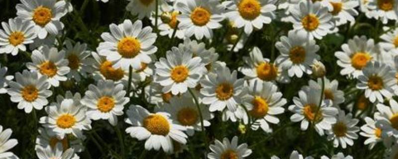 甘菊花与菊花的区别 甘菊花与菊花的区别图片