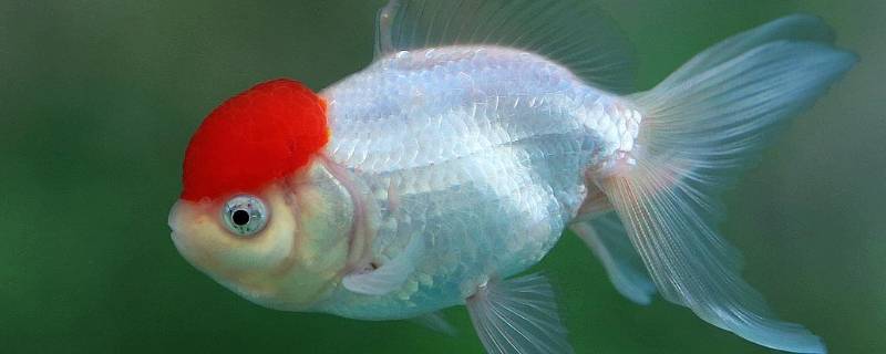 世界上有什么鱼（中国最后一条美人鱼）