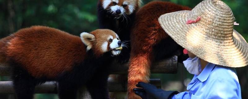 小熊猫是几级保护动物 小熊猫能私人养吗