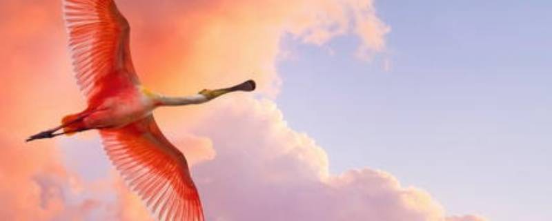 粉红色火烈鸟什么寓意 粉红色火烈鸟是什么