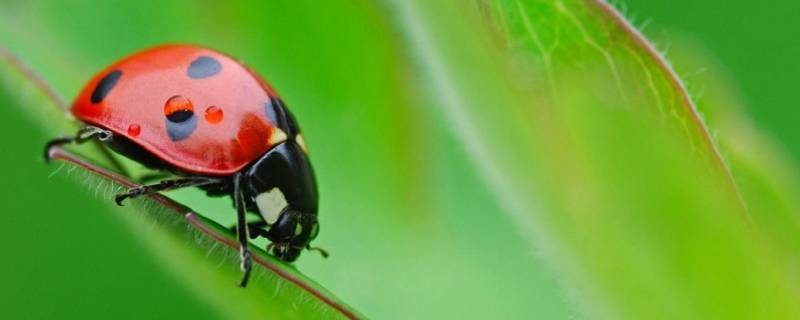昆虫记有什么昆虫（昆虫记有什么昆虫图文）