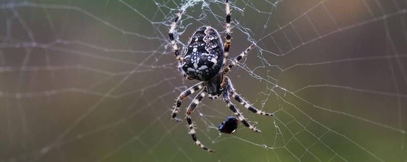蜘蛛从哪里吐丝出来 人头蜘蛛