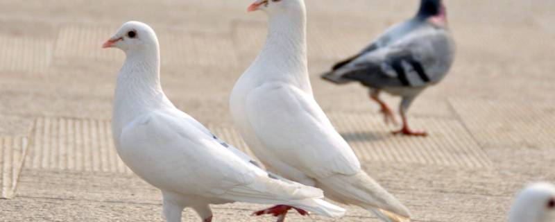 鸽子会游泳吗 鸽子会游泳吗会飞吗