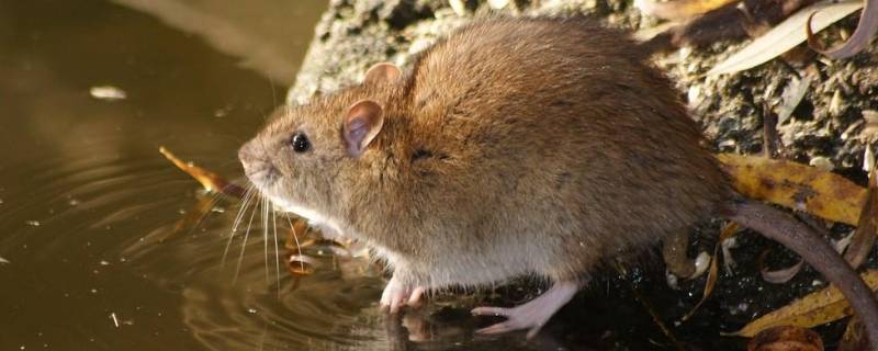 学生宿舍怎么驱赶老鼠 宿舍如何驱赶老鼠