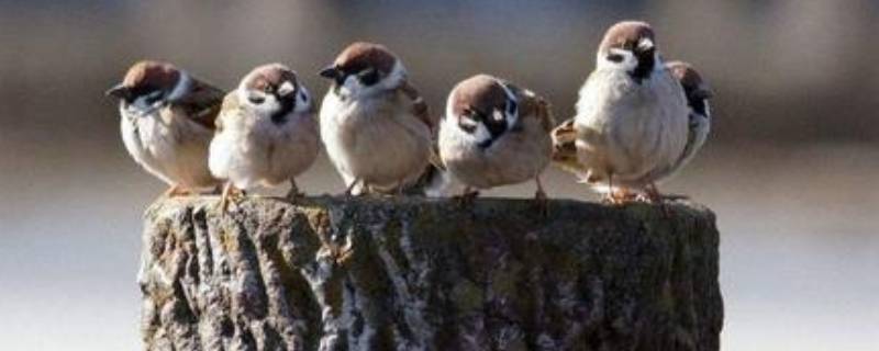 麻雀寿命自然有多长（麻雀寿命是多久）